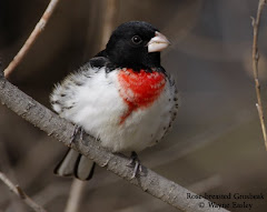 Rose-breasted Grosbeak