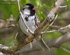 Harris's Sparrow