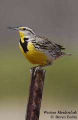 Western Meadowlark