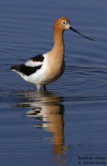 American Avocet