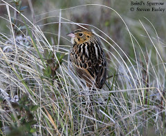 Baird's Sparrow