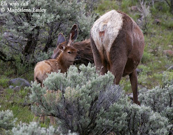 Elk with Calf