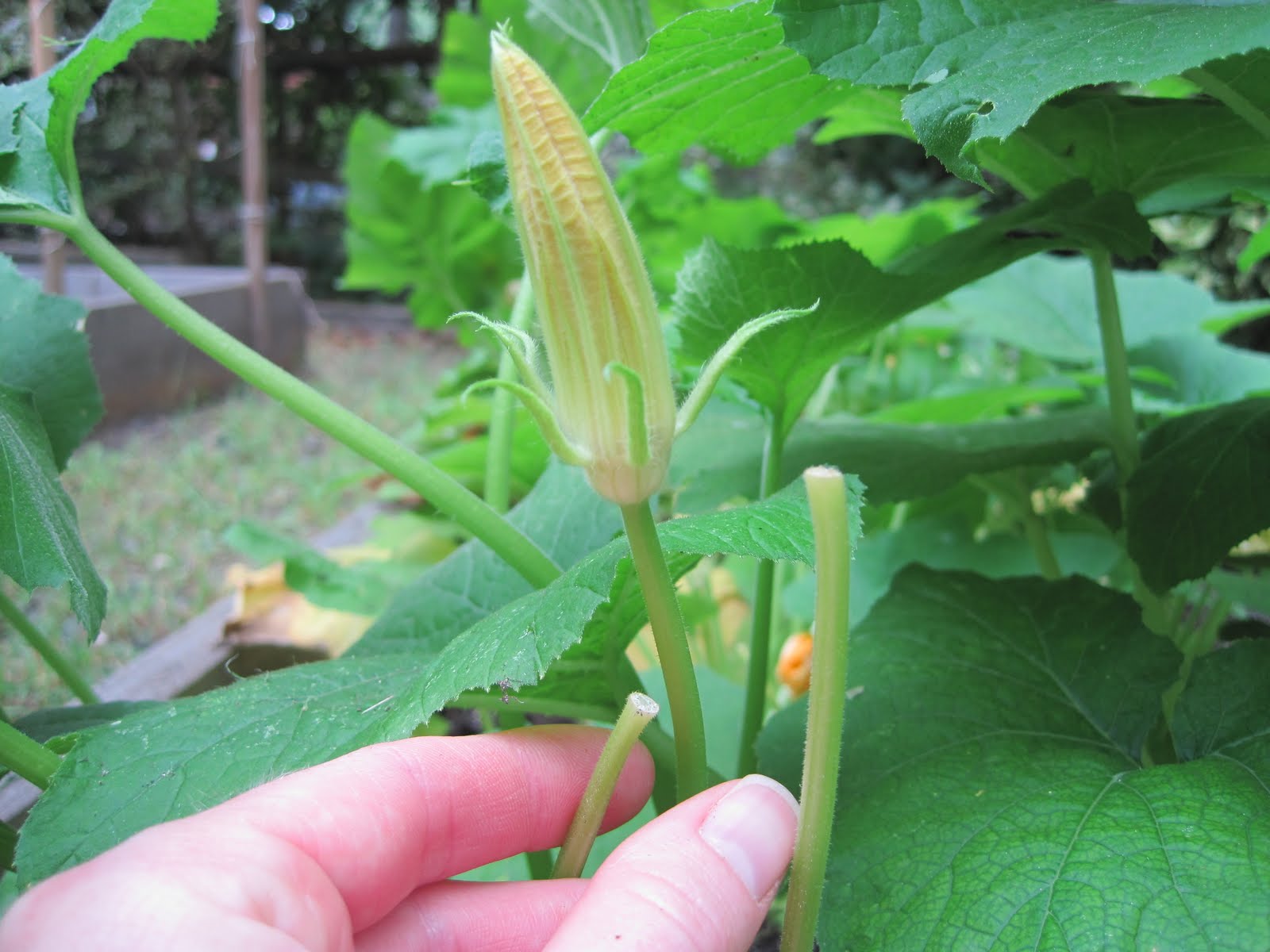 Sutton Grace growing zucchini