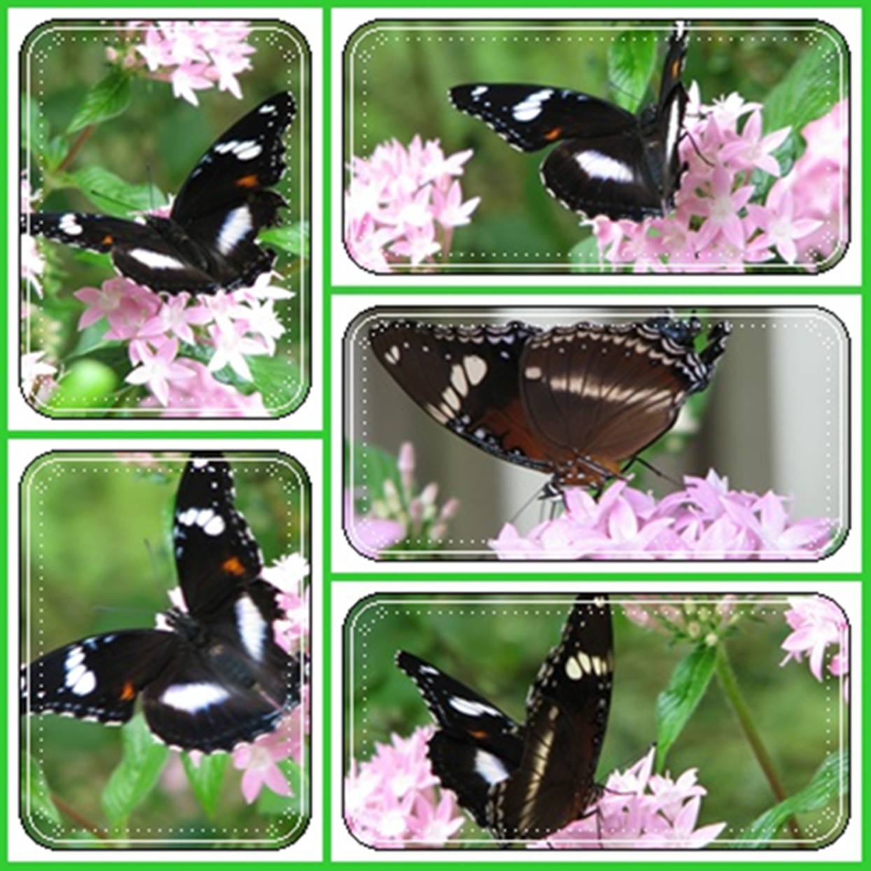 [Butterfly+collage.jpg]