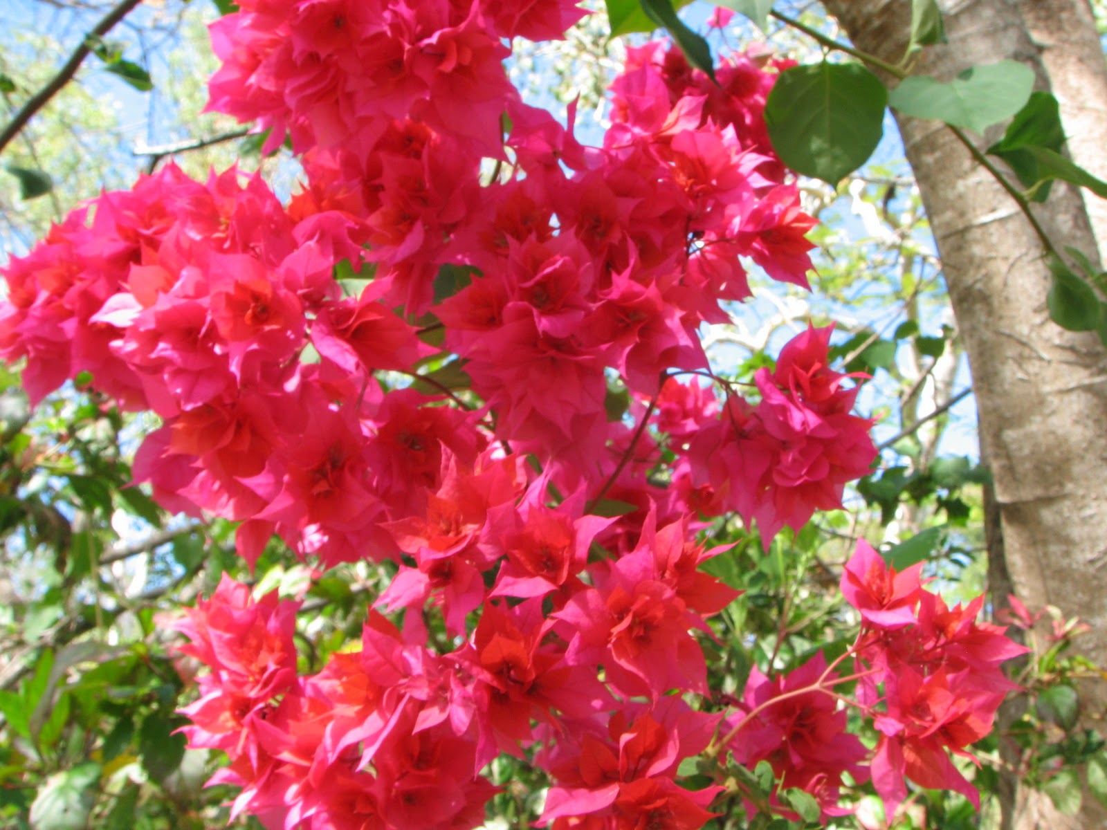 Bougainvillea Wallpaper