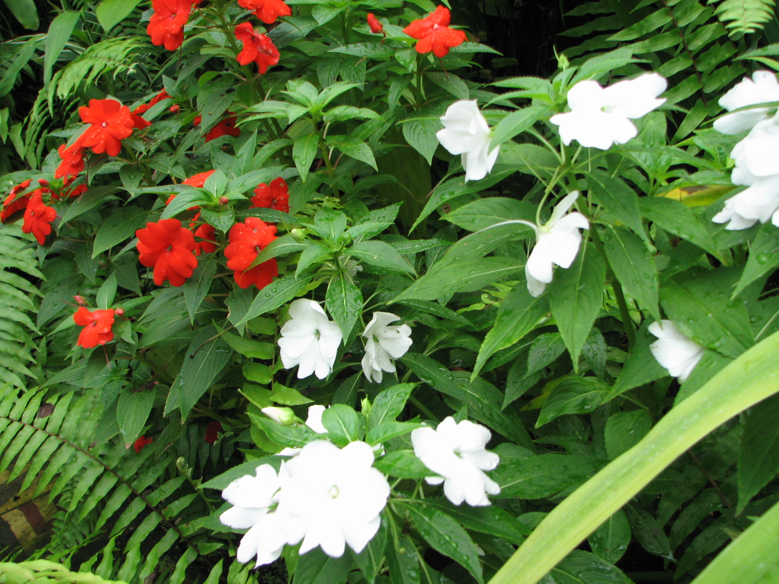 My Dry Tropics Garden Impatiens hawkeri New Guinea Impatiens