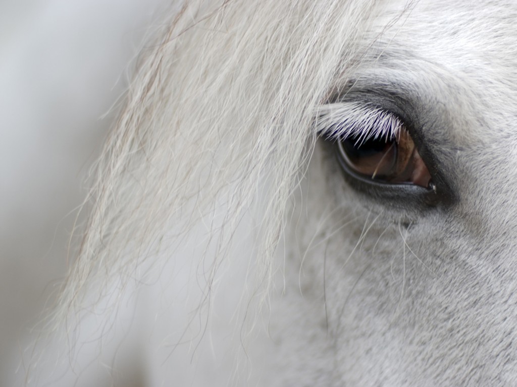 detail of white horse head with long eye lashes detail of white horse head with long eye lashes