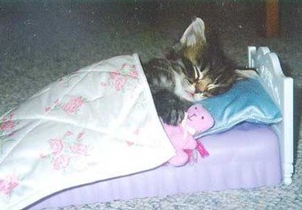 [gatosonho.bmp]