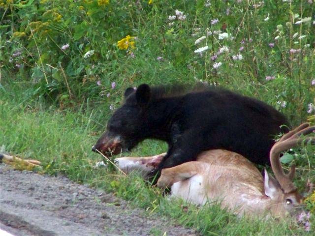 Nome para o novo ciclo, sugestões! - Página 2 Bear+on+Deer3