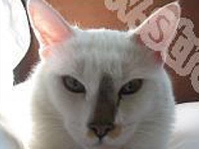 Οι ιδιοκτήτες του Φουφούκου επέστρεφαν σπίτι τους από τον κτηνίατρο, όταν μπροστά από την πόρτα του γκαράζ, άγνωστος έσπασε το τζάμι του συνοδηγού και άρπαξε τη γατοφόρο, όπου κοιμόταν ζαλισμένο από τη νάρκωση το άτυχο γατάκι.