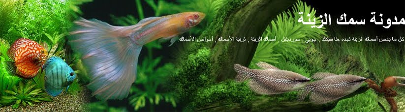 مدونة سمك الزينة