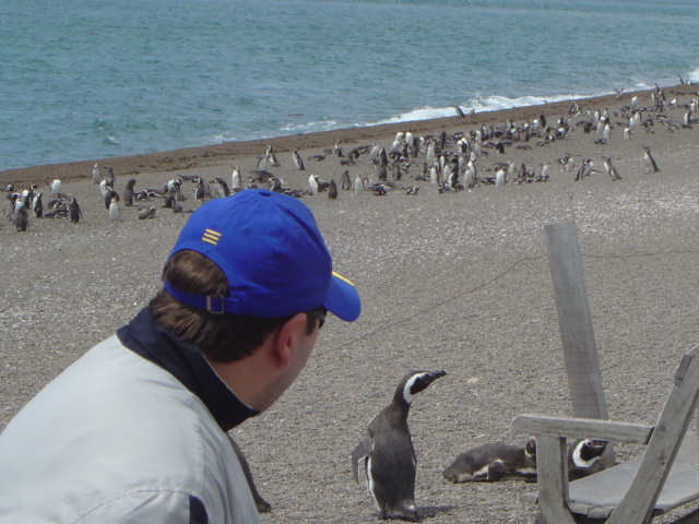 Pinguinos