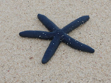 White Island starfish