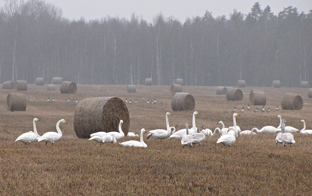 Swan Migration