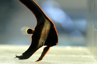 [CP_batfish0001.bmp]