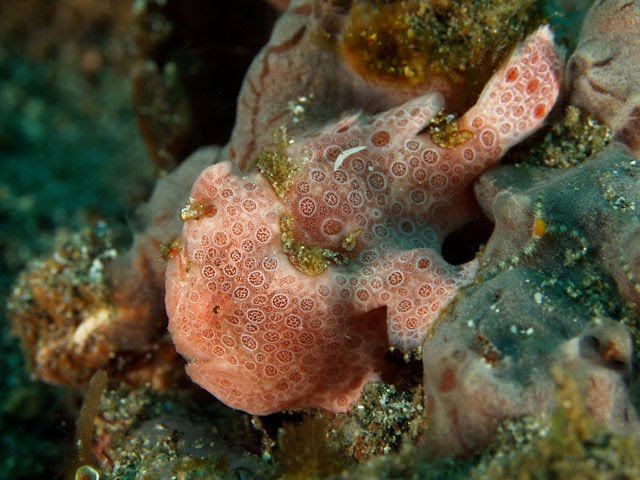 [frogfish1.bmp]