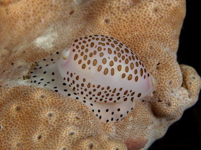 [cowrie.bmp]