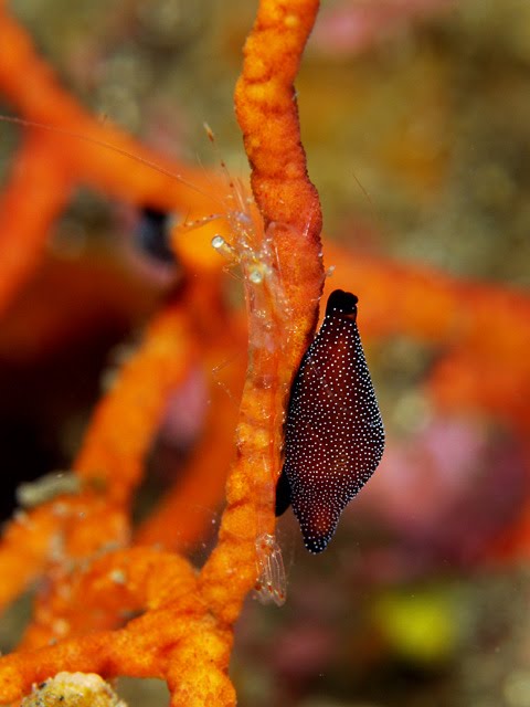 [cowrie5.bmp]