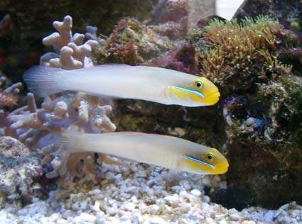 aquário virtual gobies