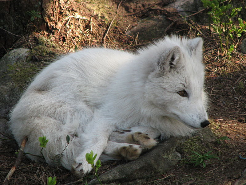 What Do They Call An Cat Wolf Human What Do They Call An Cat Wolf Human