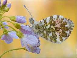 mariposa