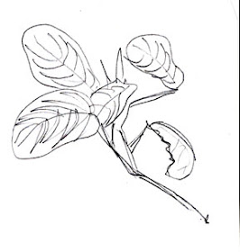 Mark Granlund Studio: Art Lesson: Gesture Drawings of Plants