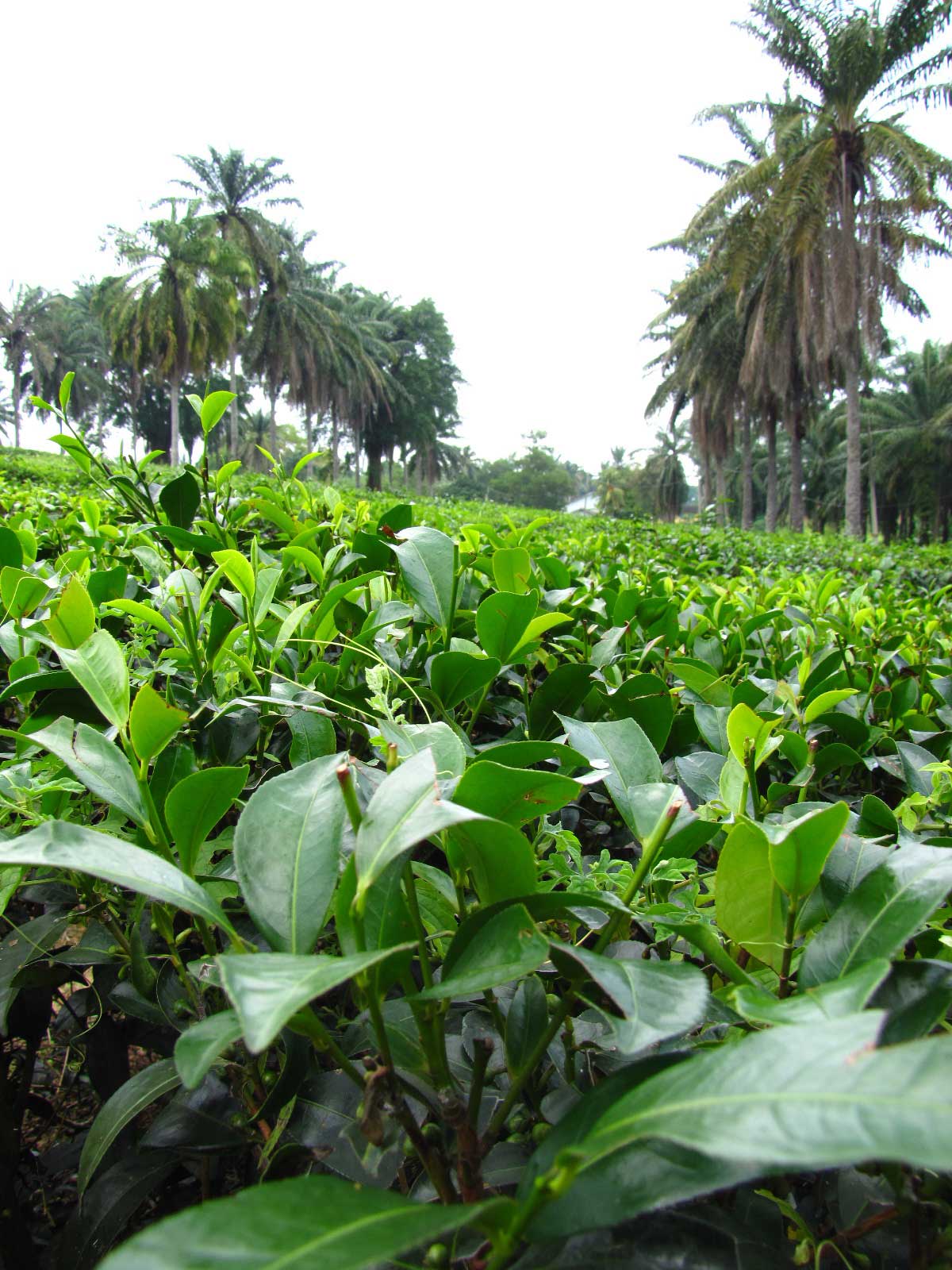 Ladang teh boh bukit cheeding