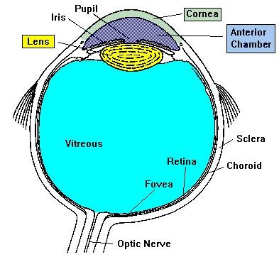 Eyesight Tips 101: A Quick Lesson in Eye Anatomy