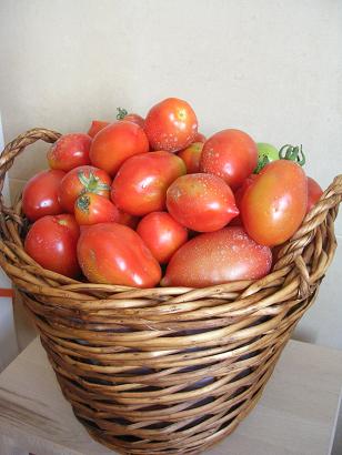 [tomates.JPG]
