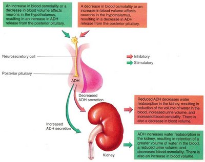 Adrenaline Feedback Mechanism