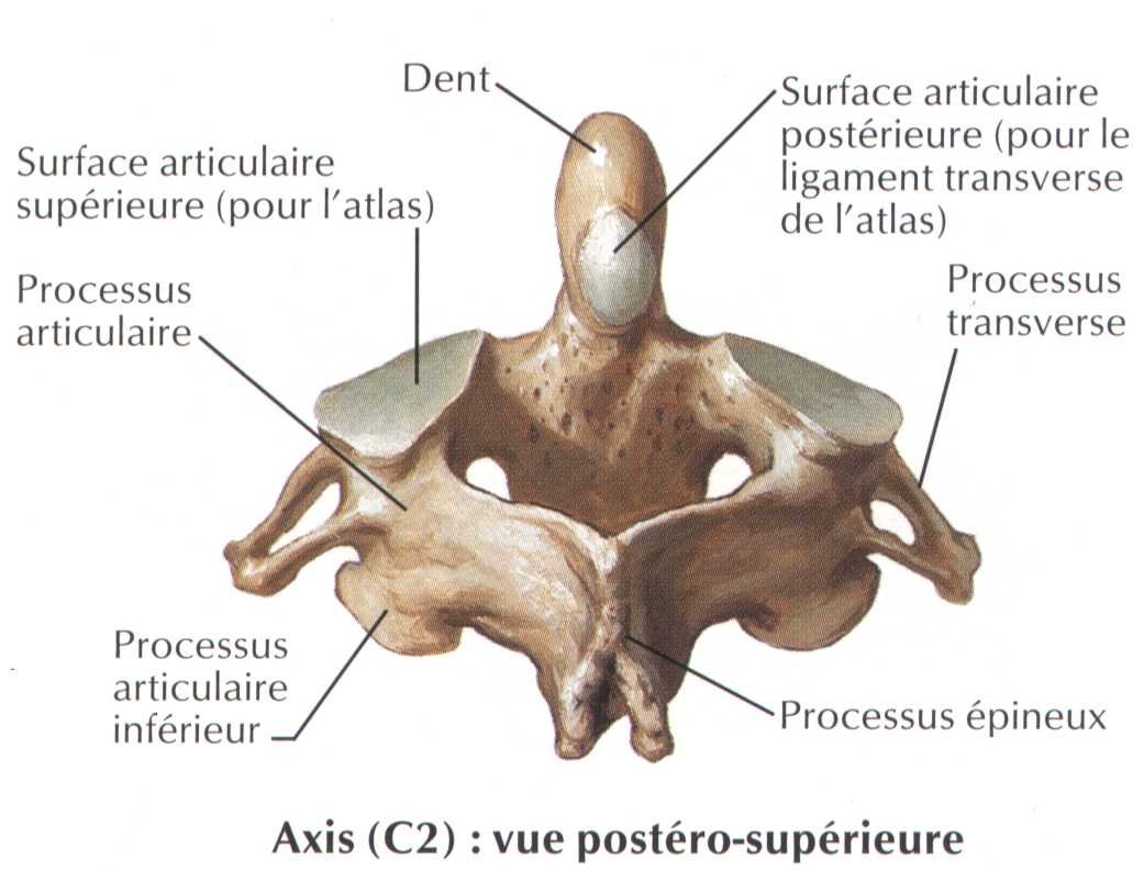 Второй шейный позвонок медунивер