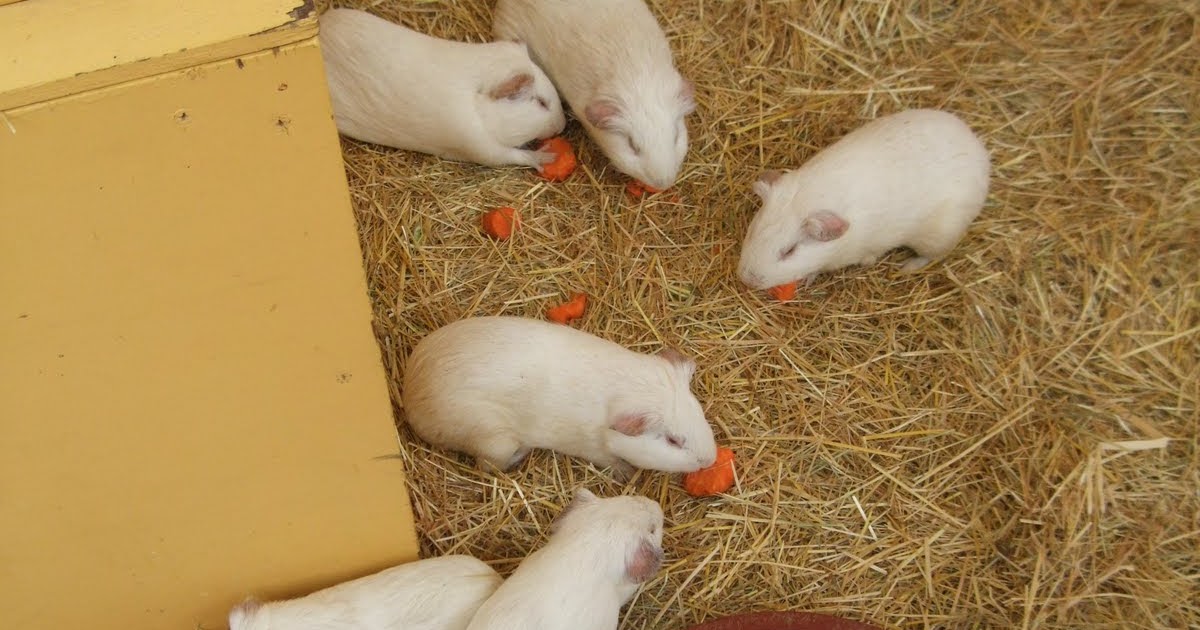 HALLOFUS Guinea Pigs & Porcupines vs Hedgehogs