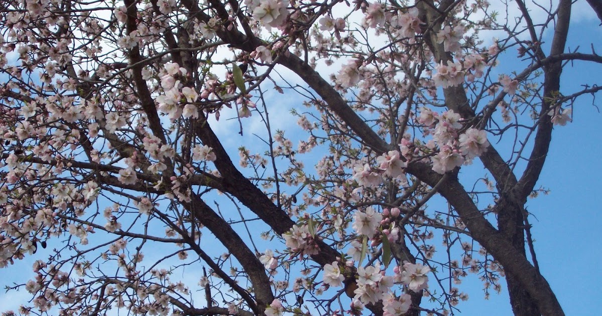 Agrarian Bible The Almond Tree Blossoms