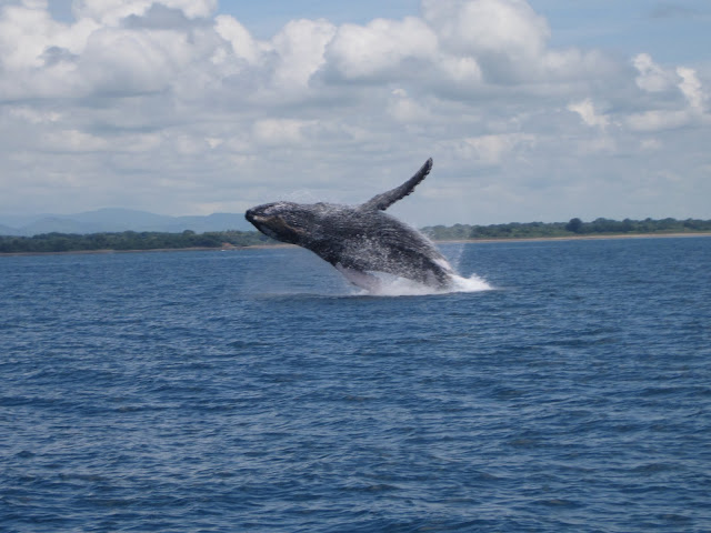 Whale watching in Panama