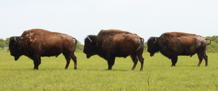 Oh I have a home where the Buffalo roam!