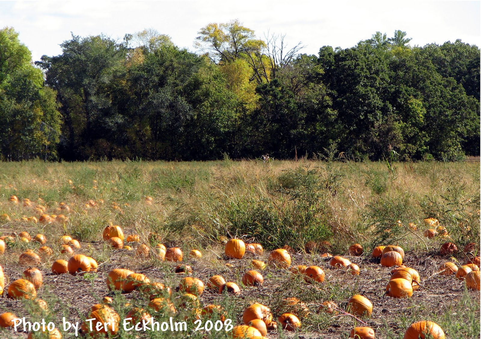Lendt’s Pumpkin Patch—A NottobeMissed Tradition in Wyoming, MN