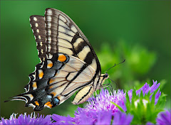 Swallowtail