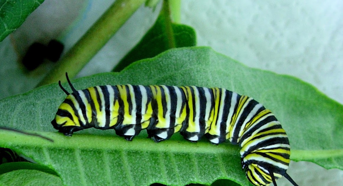 TYWKIWDBI ("Tai-Wiki-Widbee"): Monarch caterpillars as frass factories
