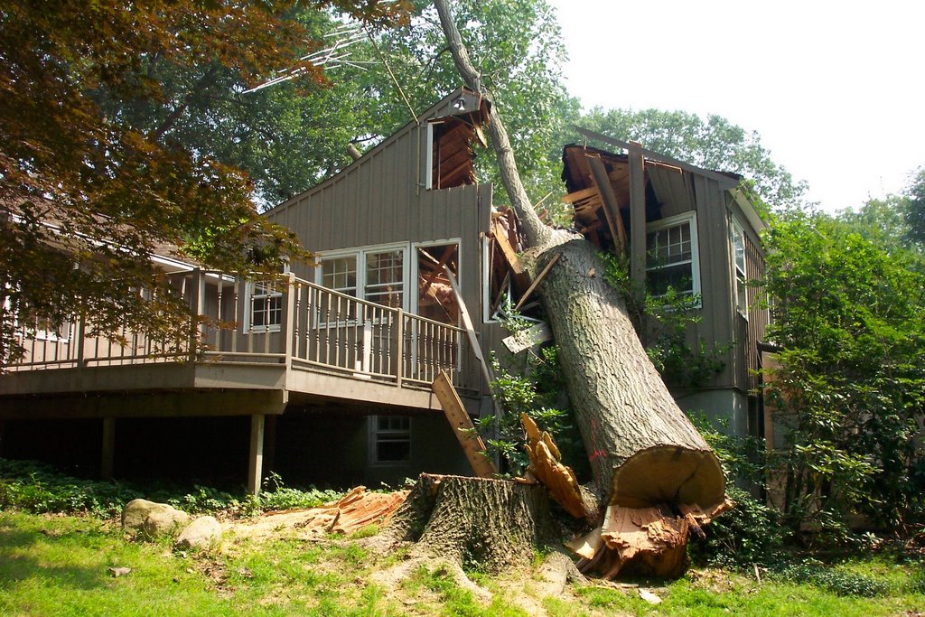 [Tree+vs.+house.JPG]