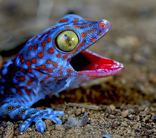 Tokage (Ještěrky) Blue+lizard