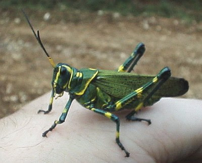 Colorful grasshoppers