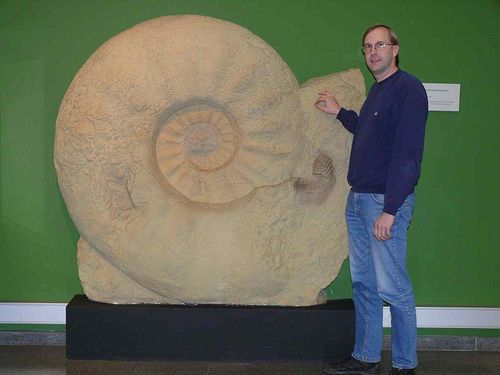 largest ammonite