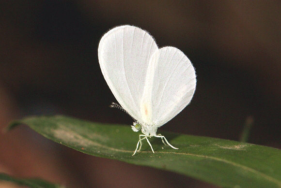 Names With Butterflies