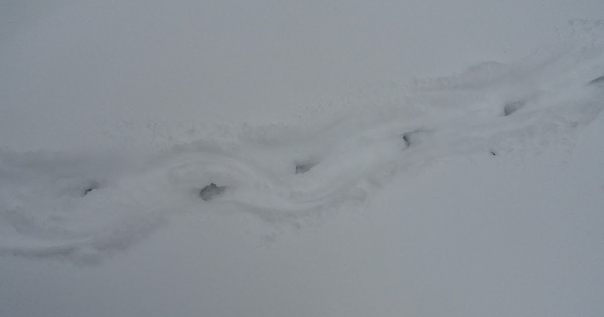 Life at the Blue Rock Ranch: Possum Tracks