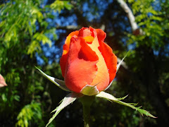 Orange Rose