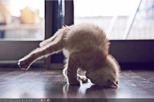 break+dancing+cat.jpg