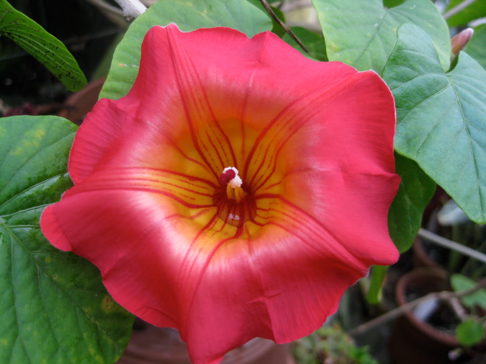 Logee�s Tropical Plants Blog Early Spring Blooms at Logee�s