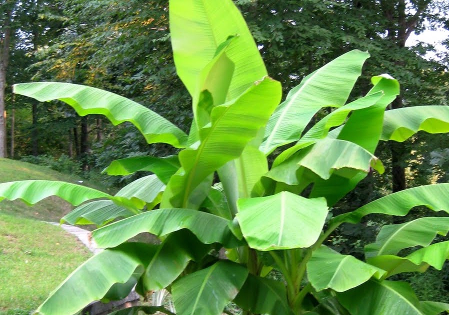 Logee's Tropical Plants Blog How to Winter Over Your Banana Plant in