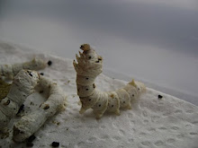 Silkworm Molting Change is Stability