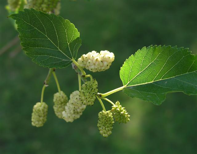 White%2BMulberry.jpg